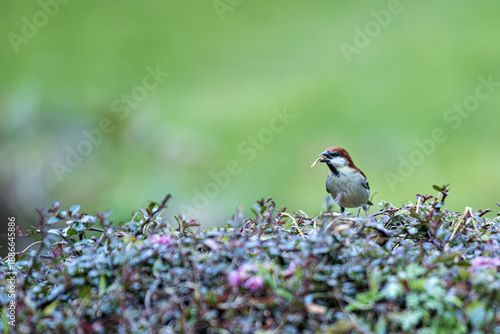 View of a sparrow perched on a bush with small purple flowers, holding a piece of food in its beak against a soft green backdrop, Yunnan, China.