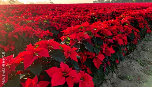 Wallpaper Mural Vibrant Poinsettia Field - A Sea of Red Blooms. Torontodigital.ca
