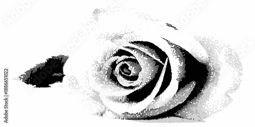 A delicate black and white illustration of a single blooming rose flower