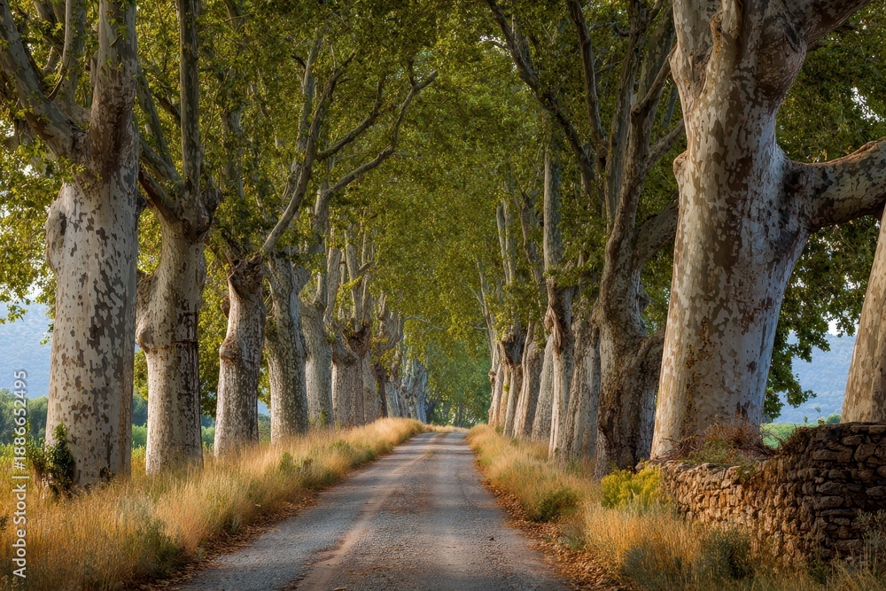 Naklejka premium Rural path in Provence close to Arles lined with trees
