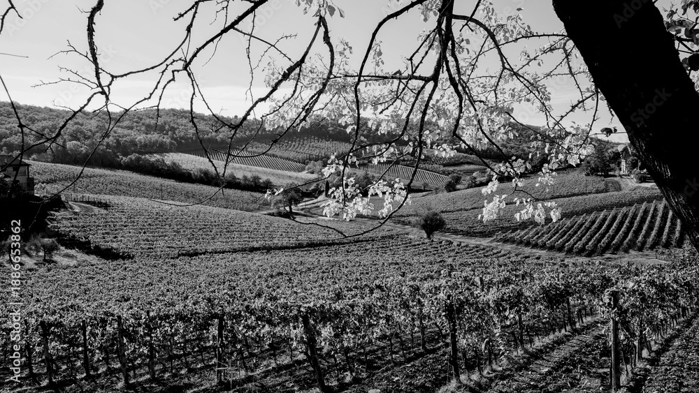 Fototapeta premium Italia panorami della Toscana in bianco e nero. Provincia di Siena,Val D'Orcia e Chianti Senese. Toscana, Italia 