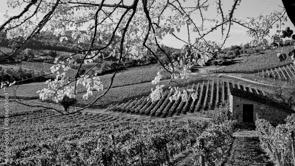Naklejka premium Italia panorami della Toscana in bianco e nero. Provincia di Siena,Val D'Orcia e Chianti Senese. Toscana, Italia 