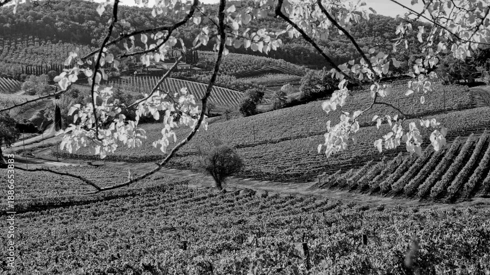 Fototapeta premium Italia panorami della Toscana in bianco e nero. Provincia di Siena,Val D'Orcia e Chianti Senese. Toscana, Italia 