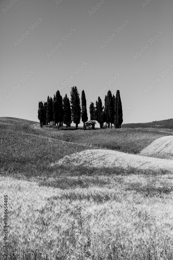 Obraz premium Italia panorami della Toscana in bianco e nero. Provincia di Siena,Val D'Orcia e Chianti Senese. Toscana, Italia 