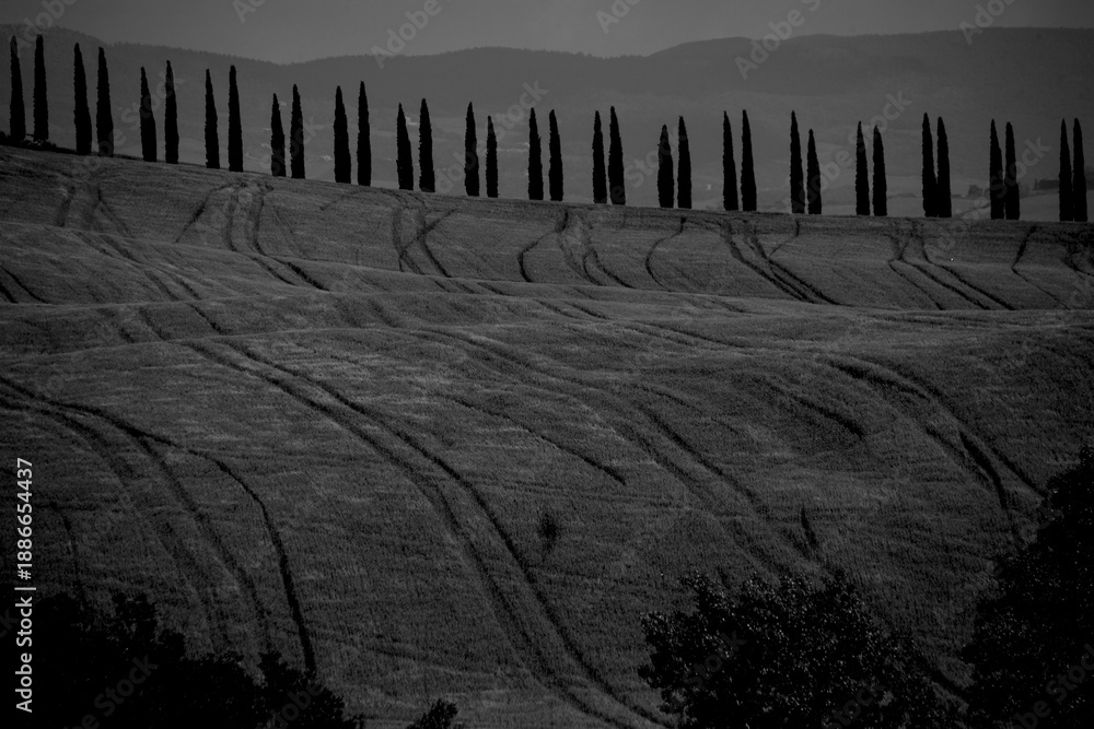 Naklejka premium Italia panorami della Toscana in bianco e nero. Provincia di Siena,Val D'Orcia e Chianti Senese. Toscana, Italia 
