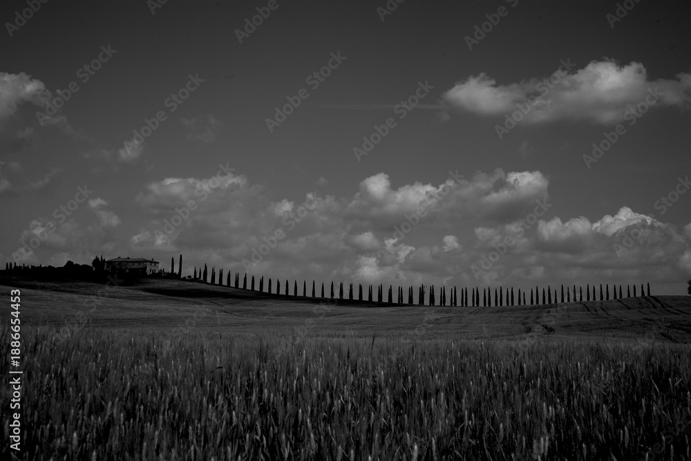 Obraz premium Italia panorami della Toscana in bianco e nero. Provincia di Siena,Val D'Orcia e Chianti Senese. Toscana, Italia 