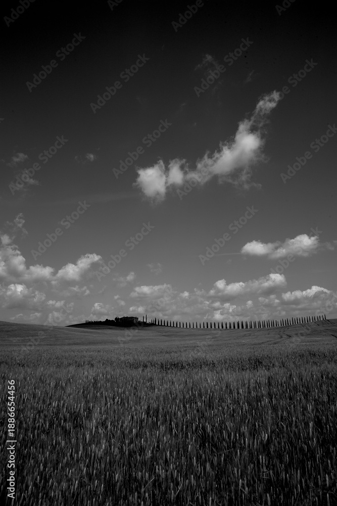 Obraz premium Italia panorami della Toscana in bianco e nero. Provincia di Siena,Val D'Orcia e Chianti Senese. Toscana, Italia 