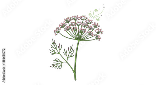 Botanical illustration of dill herb with pink flowers and green leaves for culinary and medicinal ingredient designs.