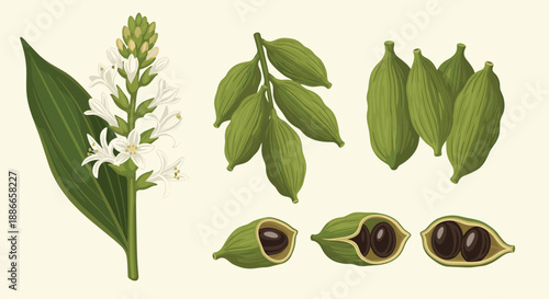 Detailed botanical illustration of cardamom plant with white flowers green pods and black seeds on cream background.