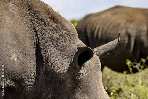 View of a rhinoceros with rough skin and a prominent horn grazes peacefully amongst the lush green grass in the safari, Nairobi, Nairobi County, Kenya.