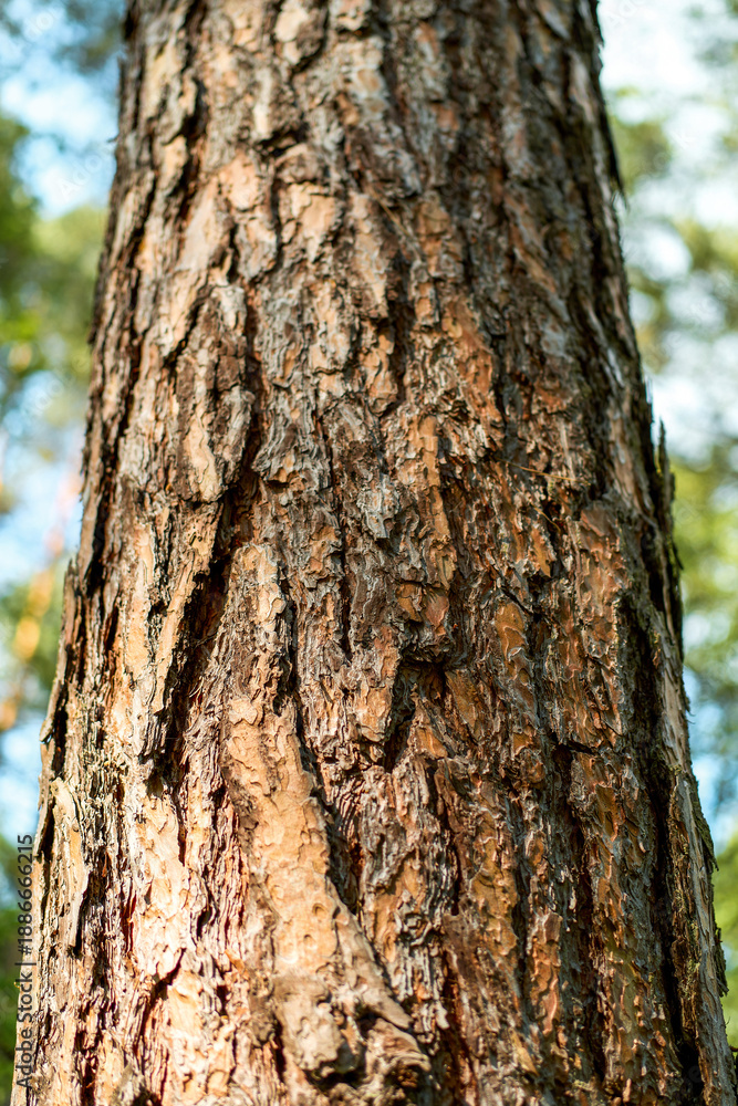 Obraz premium Pine tree bark texture in green forest