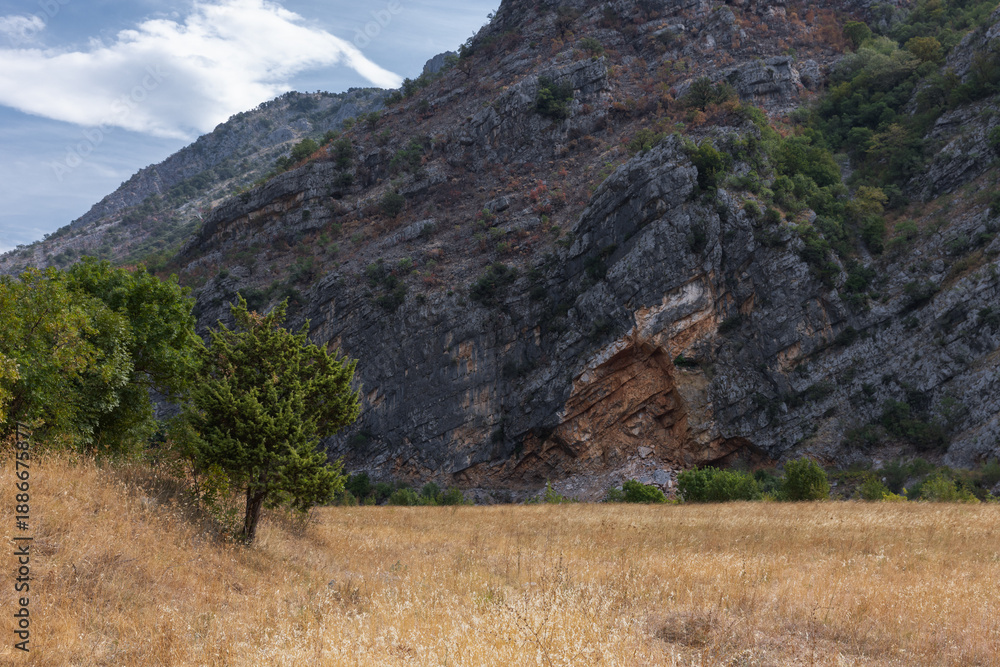 Obraz premium A tranquil landscape featuring a golden grass field