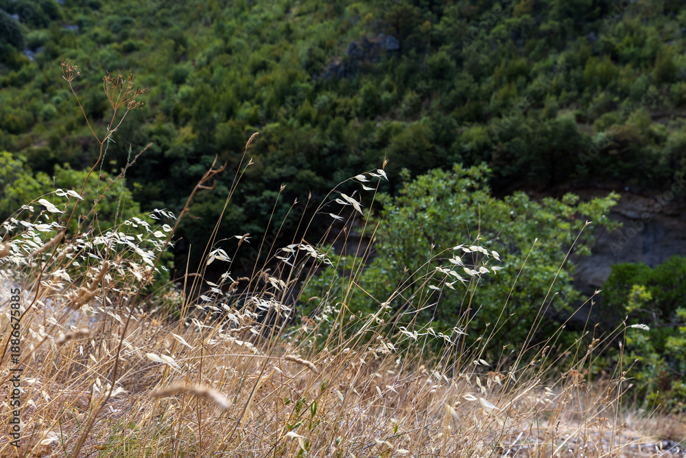 Fototapeta premium A sunlit field of tall, pale grasses sways gently in wind