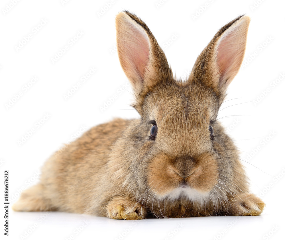 Fototapeta premium Cute brown bunny rabbit sitting isolated on white background