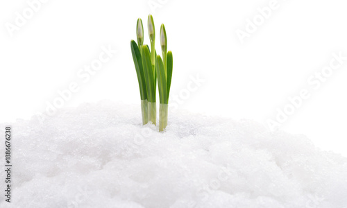 Spring snowdrops growing through snow isolated on white background