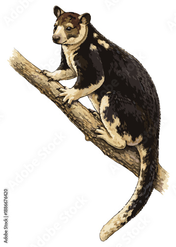 Dendrolagus inustus illustration art