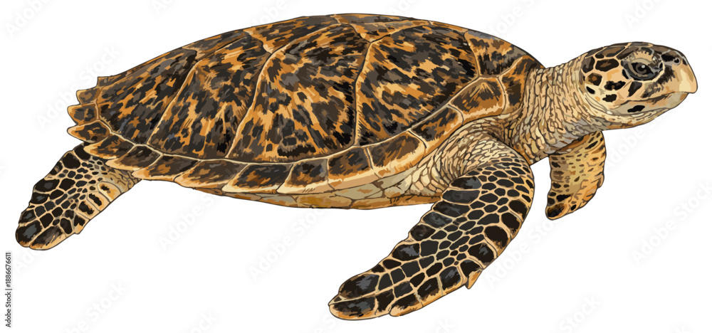 Obraz premium Eretmochelys imbricata illustration art