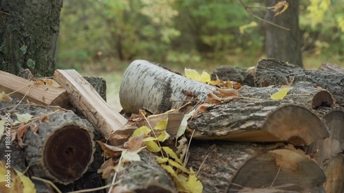 Wallpaper Mural autumn woodpile stacked logs in forest, birch log and cut timber scattered with yellow leaves, closeup of bark and moss texture, rustic outdoor mood evoking cozy warmth and natural fuel, calm Torontodigital.ca