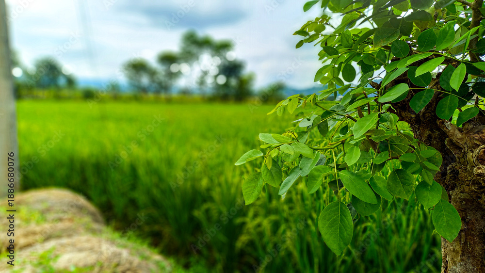 Obraz premium Beautiful environment with green plants