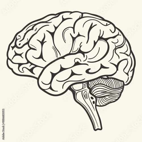 vintage human brain illustration. hand drawn Brain isolated background