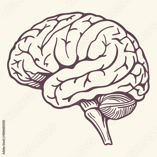 vintage human brain illustration. hand drawn Brain isolated background