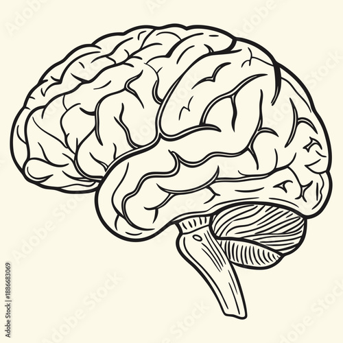 vintage human brain illustration. hand drawn Brain isolated background