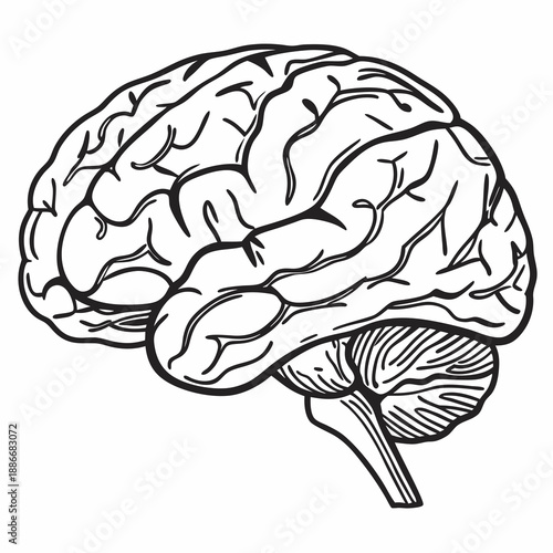 vintage human brain illustration. hand drawn Brain isolated background