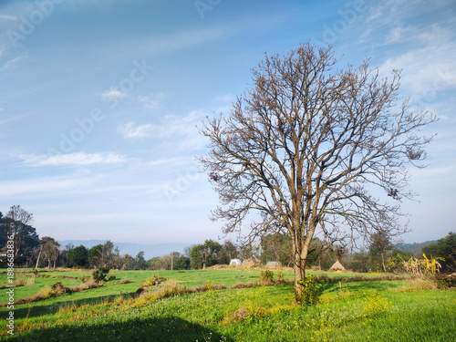 Lone Tree in Green Field Under Clear Blue Sky – Peaceful Rural Landscape