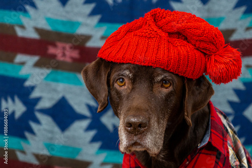 Wallpaper Mural  Labrador Retriever Dog in a red shirt and hat sits on the floor with sad face. animals are like people, taking care of a pet. purebred domestic dog chocolate labrador, posing, animal clothing. Torontodigital.ca