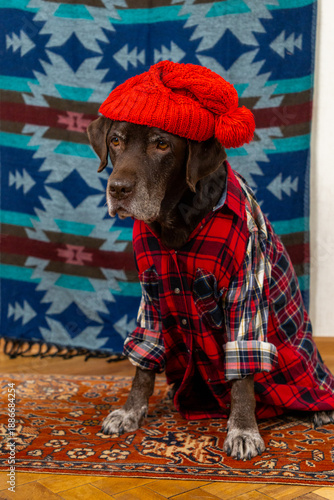 Wallpaper Mural  Labrador Retriever Dog in a red shirt and hat sits on the floor with sad face. animals are like people, taking care of a pet. purebred domestic dog chocolate labrador, posing, animal clothing. Torontodigital.ca