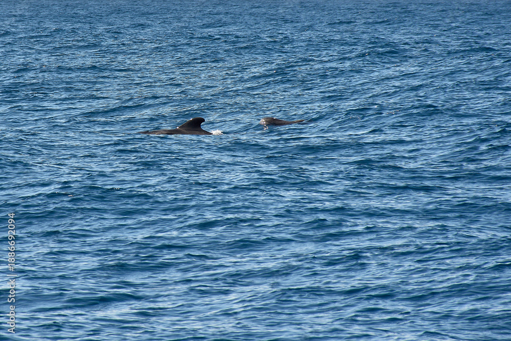 Naklejka premium Pilot whales sighting in the wild in the channel between Tenerife and La Gomera during a tourist excursion.
