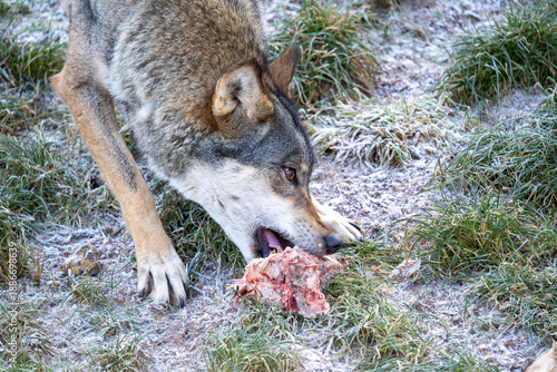 Konstfotografi Wild Gray Wolf Dog Chews Meat Bone in Frosty Grass Field, Alert and Focused