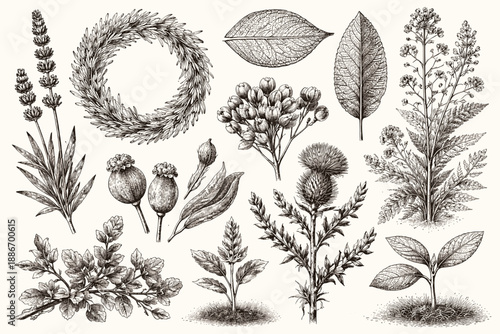 Vintage Botanical Engraving Collection with Herbs, Leaves and Medicinal Plants