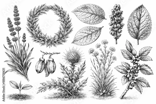 Vintage Botanical Engraving Collection with Herbs, Leaves and Floral Elements