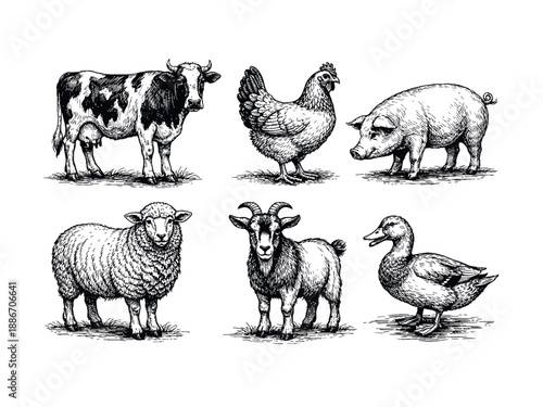 Animals meet types ink illustrations set, hand drawn illustrations of cow, chicken, pig, sheep, goat and duck.