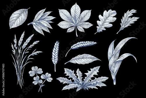 Vintage Botanical Engraving Leaves and Wild Plants Illustration Set