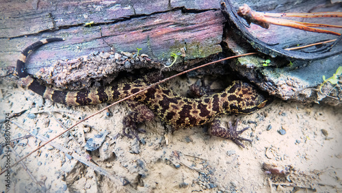 Foto wonder gecko Goniurosaurus orientalis in stones