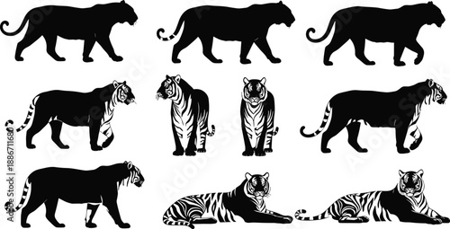 Collection of tiger silhouettes and striped vector illustrations, wild cat predators in walking and lying poses, jungle wildlife icons isolated on white