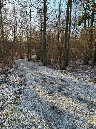 Wallpaper Mural Snowy walking trail in the forest park. Torontodigital.ca