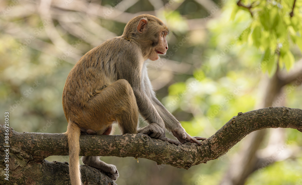 Fototapeta premium Macaques in nature. Macaques constitute a genus (Macaca) of gregarious monkeys.