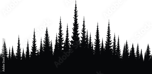 Dense pine forest silhouette with tall evergreen trees against white sky forming dramatic wilderness landscape background for stock and design use