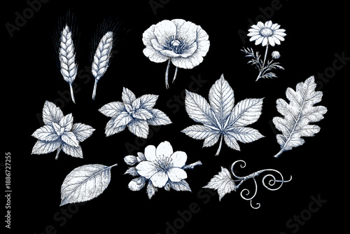 Vintage Botanical Engraving with Flowers, Leaves and Floral Elements