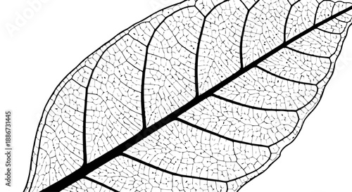 Camp fire illustration