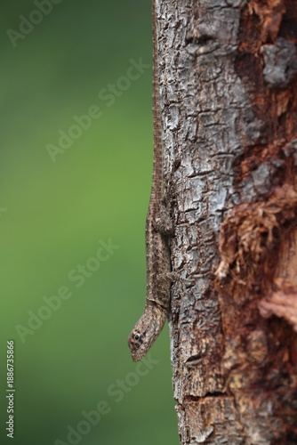 Lava lizard (Tropidurus hispidus)