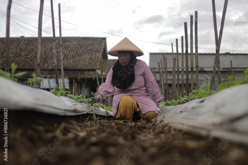 Middle-aged Asian female farmer wearing a bamboo hat removes weeds and wild grass around young edamame crops growing on agricultural mulch. Traditional farming, plant care, and agriculture concept