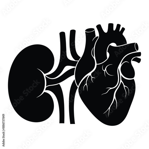 Black silhouette of human heart and kidney with vessels on white background organ anatomy