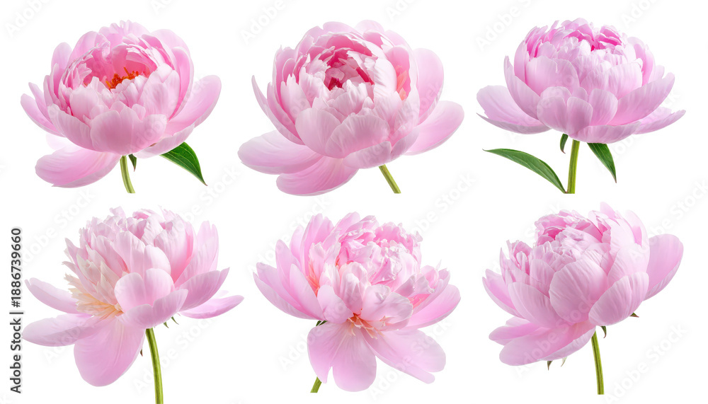 Obraz premium Six Pink Peony Flower Heads Isolated on Transparent Background for Springtime Designs Floral Arrangements and Botanical Illustrations Projects