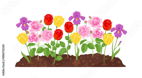 Flower bed. Bright roses, tulips, and irises grow in soil. Gardening concept. Vector cartoon flat illustration.