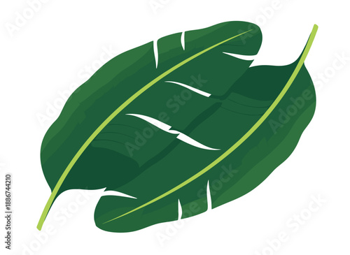 banana leaf, banana plant leaf, tropical banana leaf, large green leaf, exotic plant leaf, jungle foliage, tropical greenery, botanical leaf, lush green leaf, rainforest plant, banana tree foliage, na