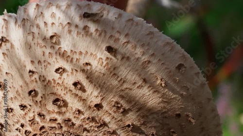 Close-up of a parasol mushroom cap in the frame. The upper side, facing the camera, is covered with scales and is being rotated in the frame.